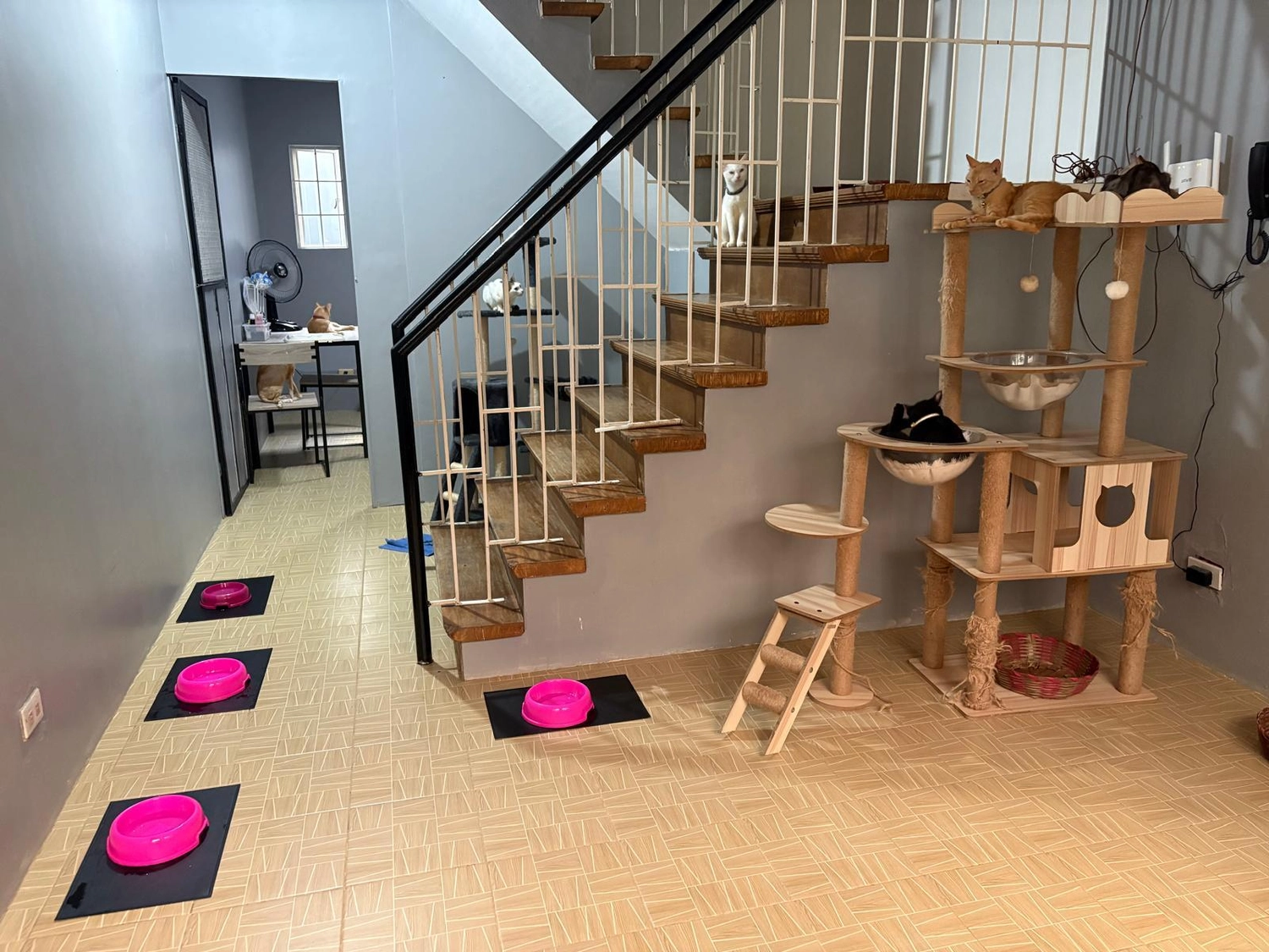 House of Care Germany gemeinnützige UG – Tierbetreuung – Diese Einrichtung umfasst einen hölzernen Katzenbaum neben einer Treppe und mehrere Futterstellen auf dem Boden.