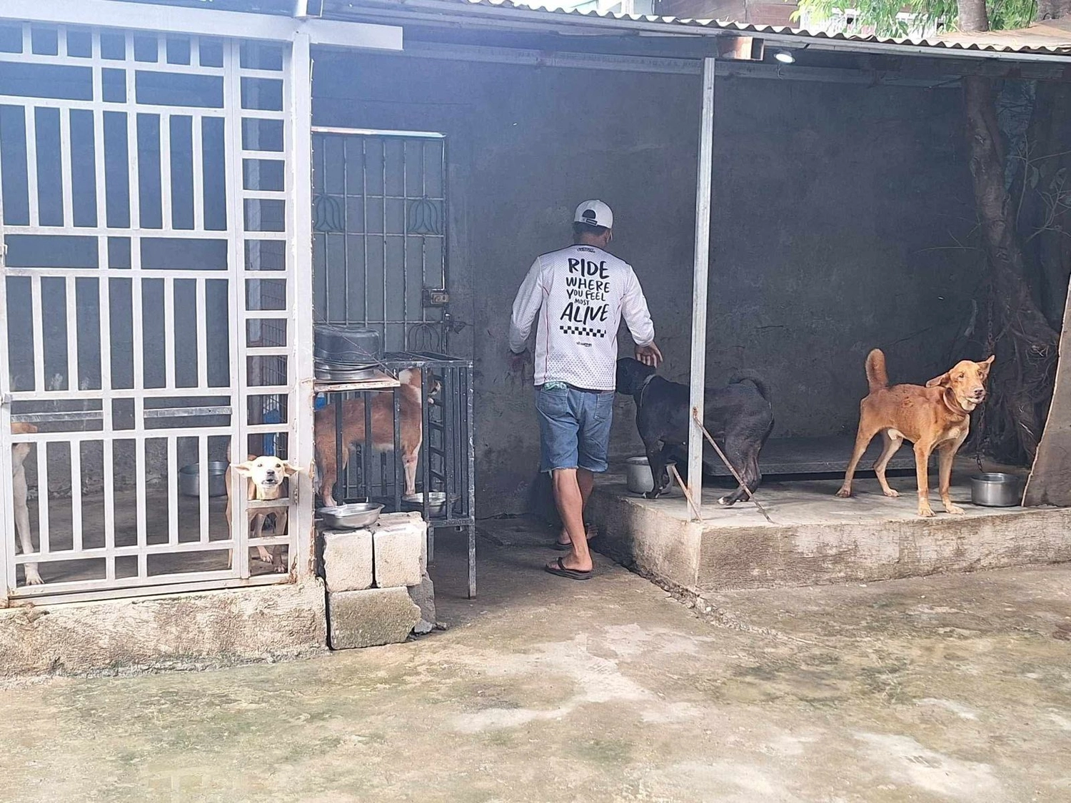 House of Care Germany gemeinnützige UG – Tierbetreuung – Maxx’s Furry Friends Tierheim