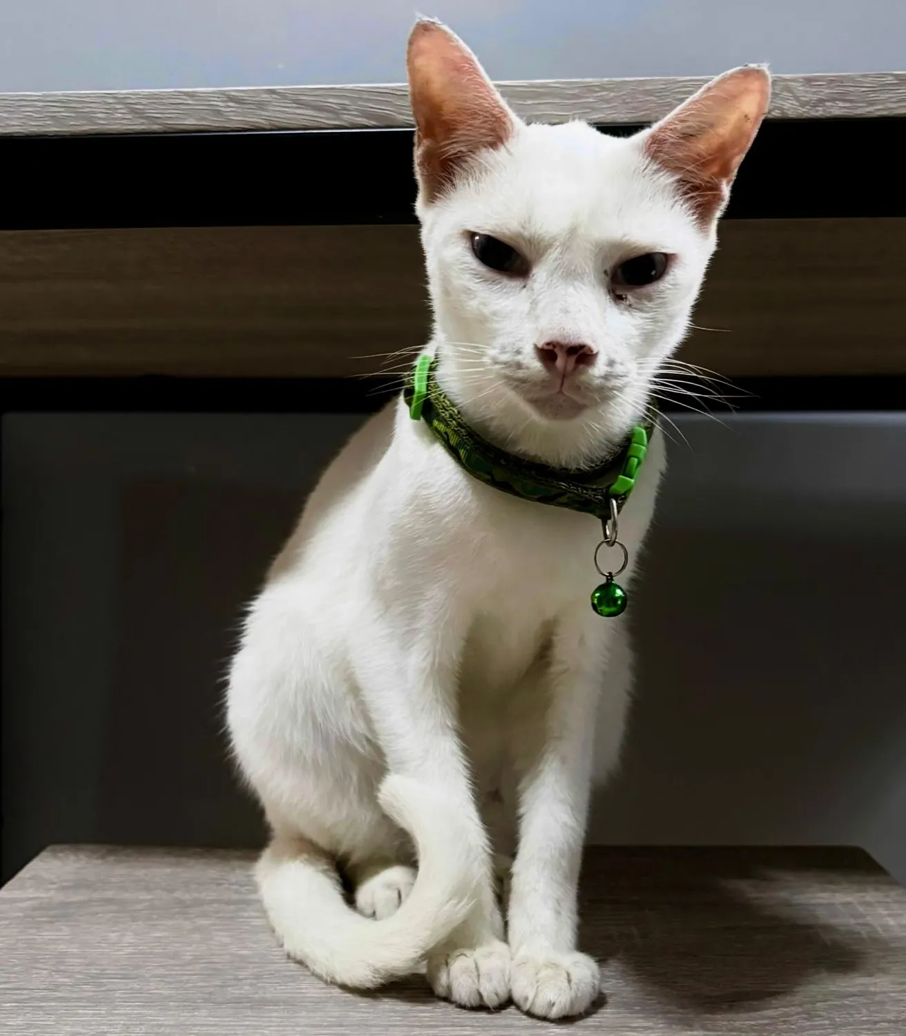 House of Care Germany gemeinnützige UG – Tierbetreuung – Katze