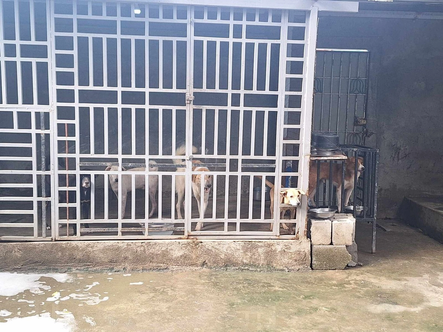 House of Care Germany gemeinnützige UG – Tierbetreuung – Maxx’s Furry Friends Tierheim