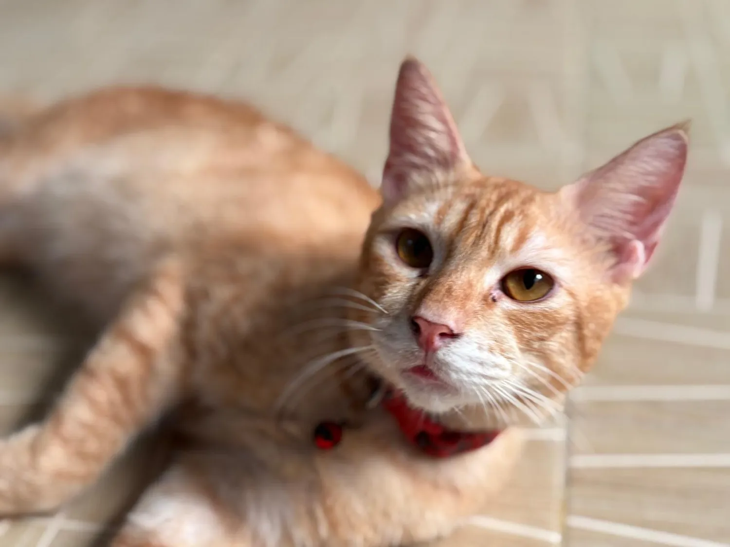 House of Care Germany gemeinnützige UG – Tierbetreuung – Katze