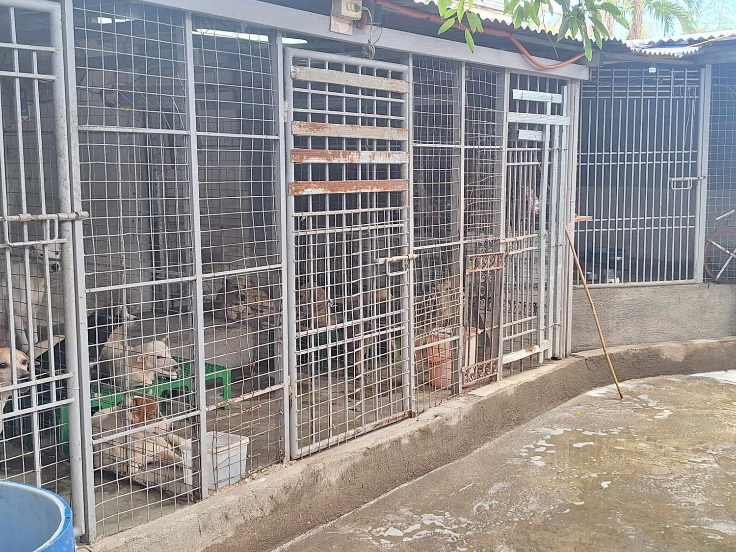 House of Care Germany gemeinnützige UG – Tierbetreuung – Maxx’s Furry Friends Tierheim