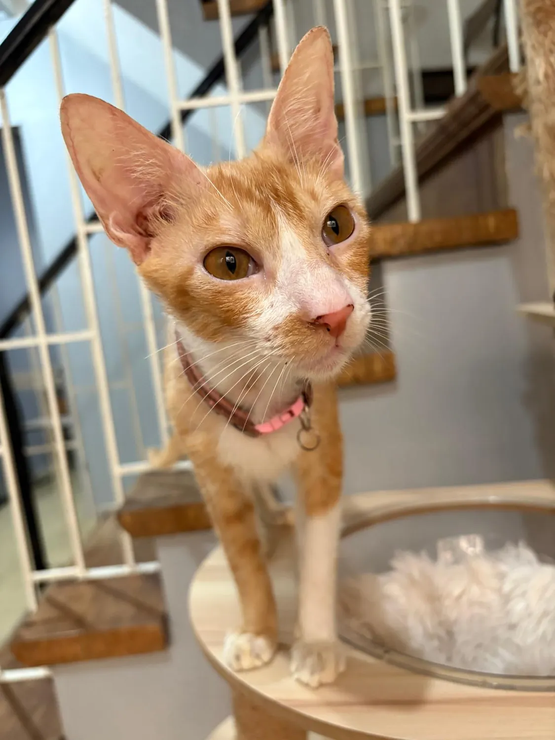 House of Care Germany gemeinnützige UG – Tierbetreuung – Katze