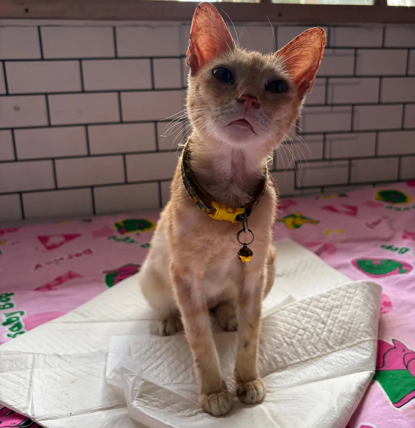 House of Care Germany gemeinnützige UG – Tierbetreuung – Katze