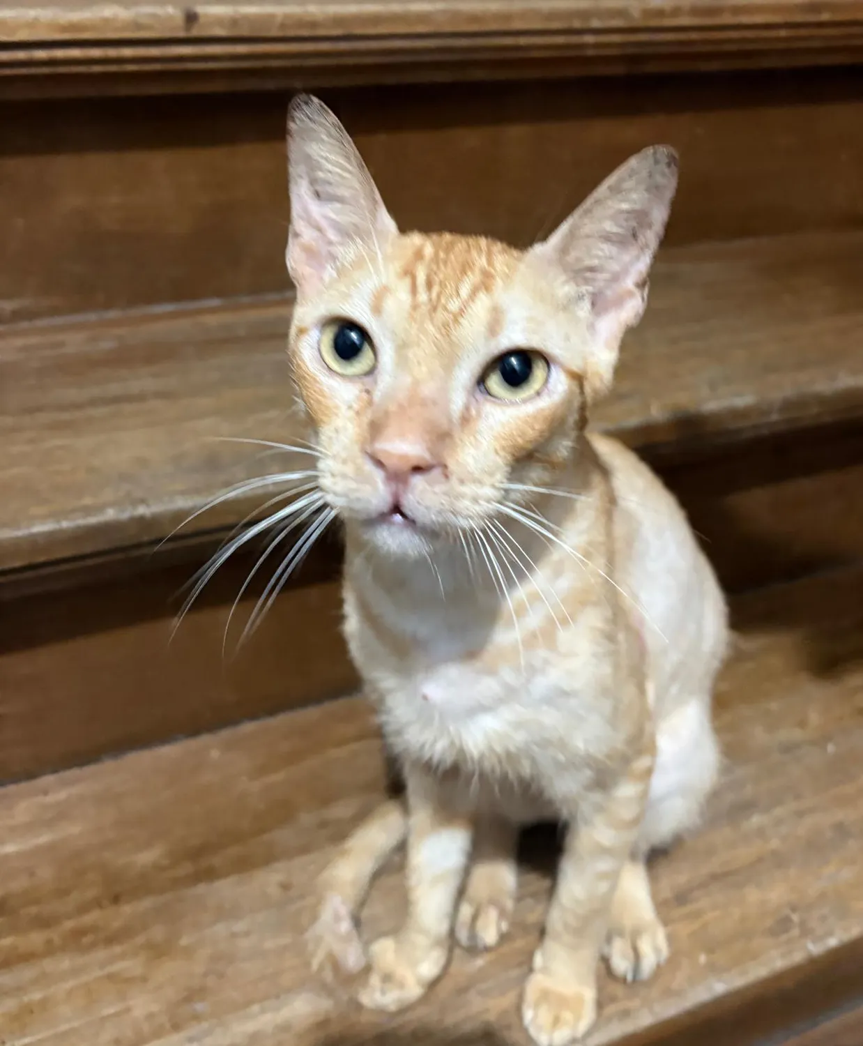 House of Care Germany gemeinnützige UG – Tierbetreuung – Katze