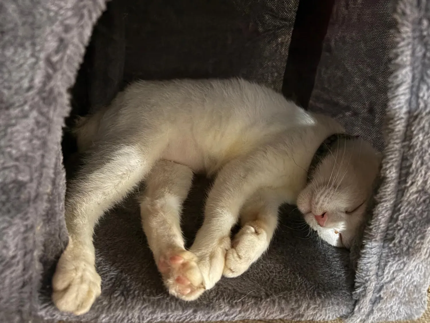 House of Care Germany gemeinnützige UG – Tierbetreuung – Katze