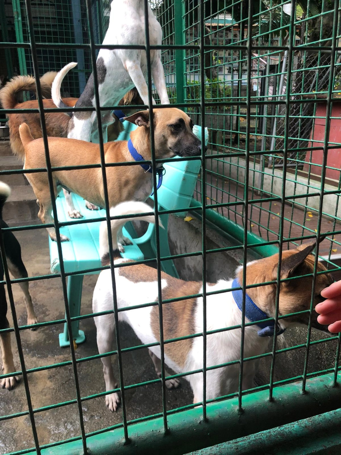 House of Care Germany gemeinnützige UG - Tierbetreuungsdienst - Hund