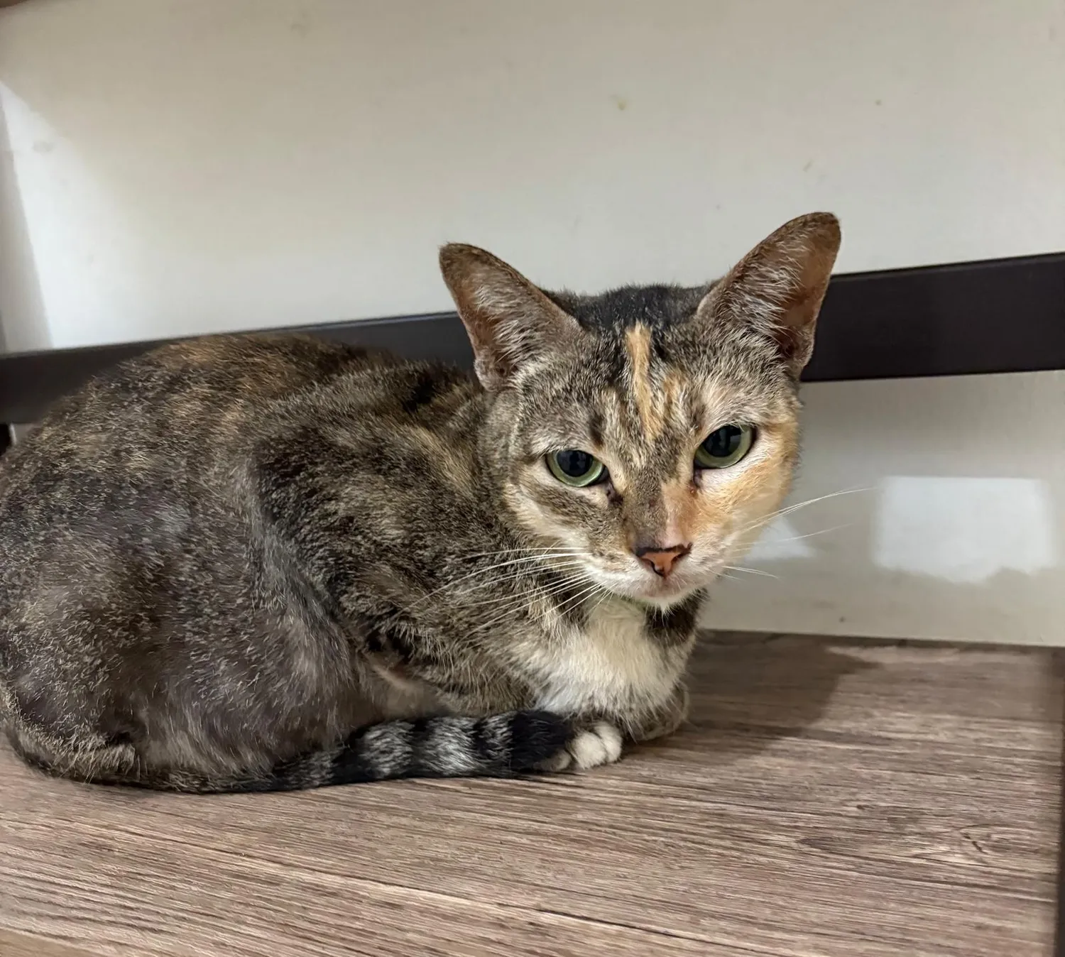 House of Care Germany gemeinnützige UG – Tierbetreuung – Katze
