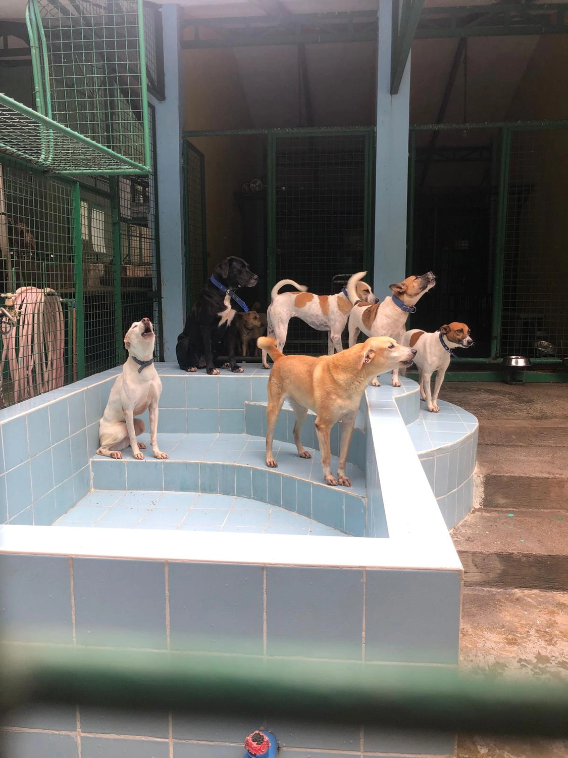 House of Care Germany gemeinnützige UG - Tierbetreuungsdienst - Hund