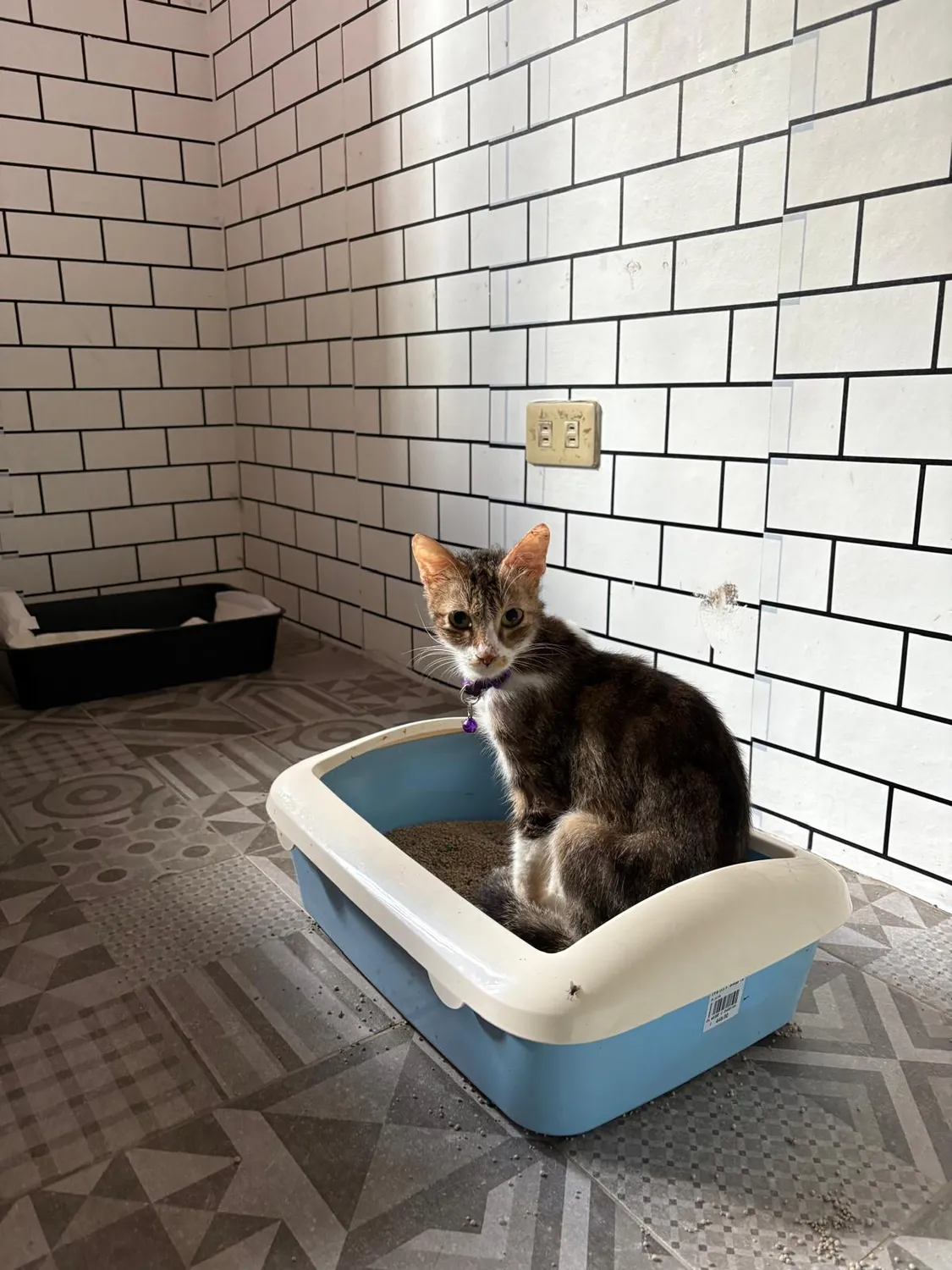 House of Care Germany gemeinnützige UG – Tierbetreuung – Katze