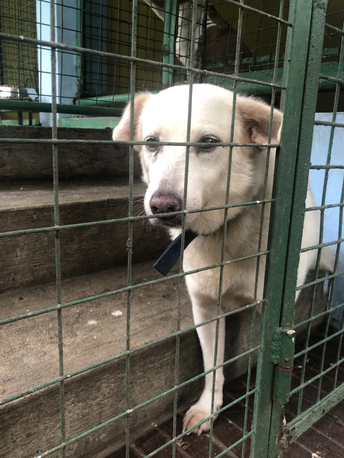 House of Care Germany gemeinnützige UG - Tierbetreuungsdienst - Hund