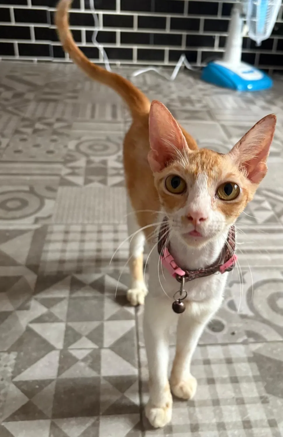 House of Care Germany gemeinnützige UG – Tierbetreuung – Katze
