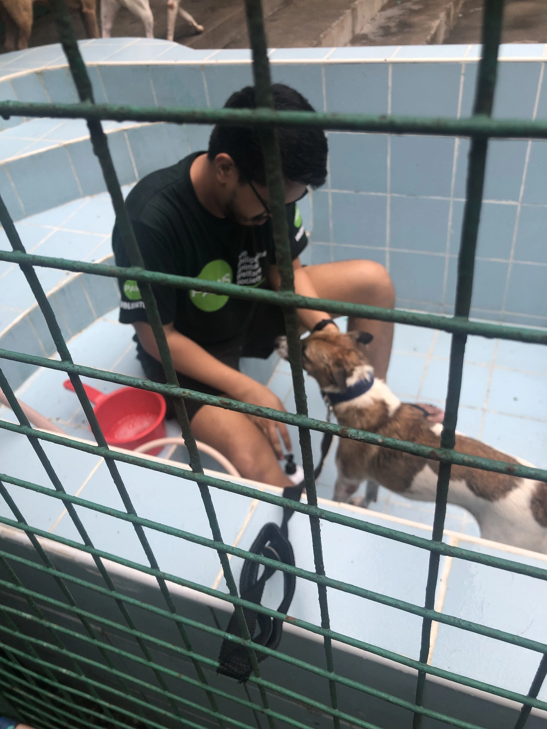 House of Care Germany gemeinnützige UG - Tierbetreuungsdienst - Hund