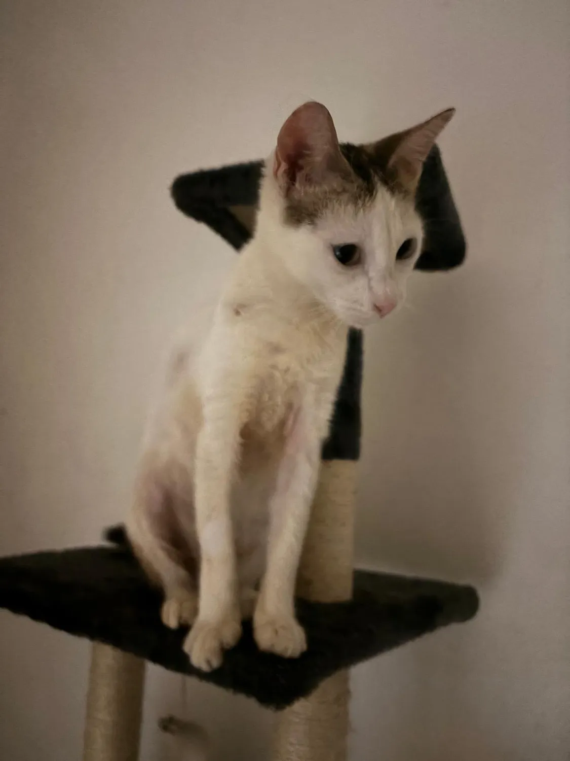 House of Care Germany gemeinnützige UG – Tierbetreuung – Katze