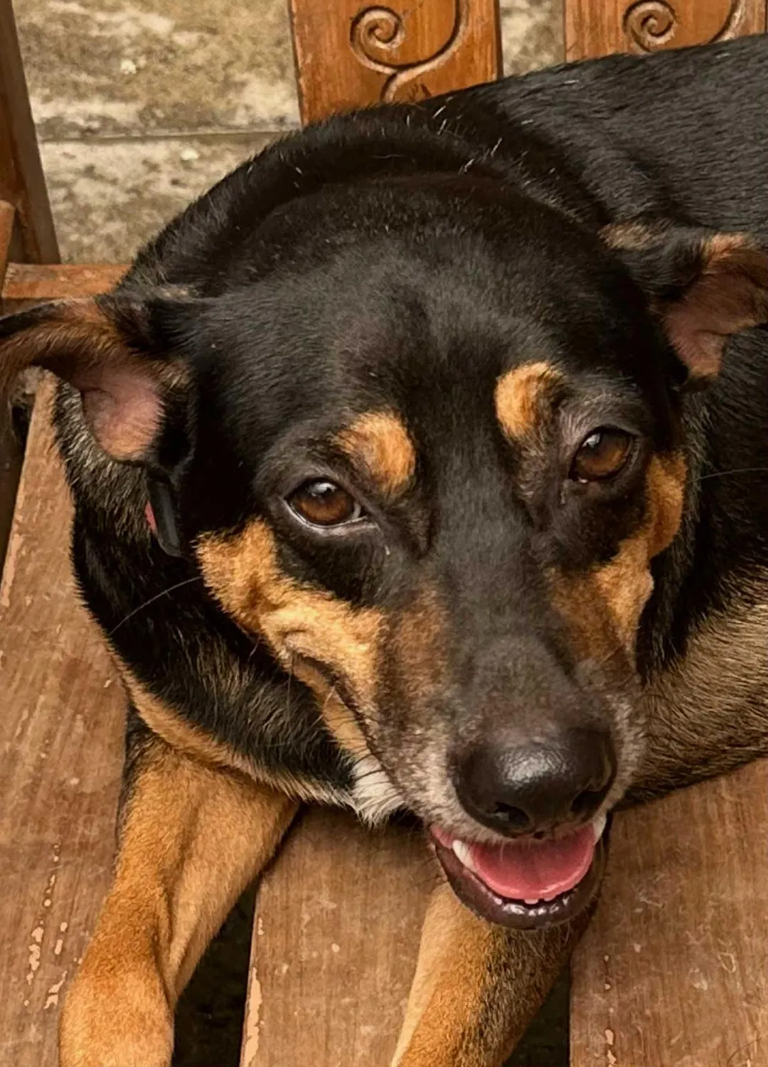 House of Care Germany gemeinnützige UG – Tierbetreuung – Hund
