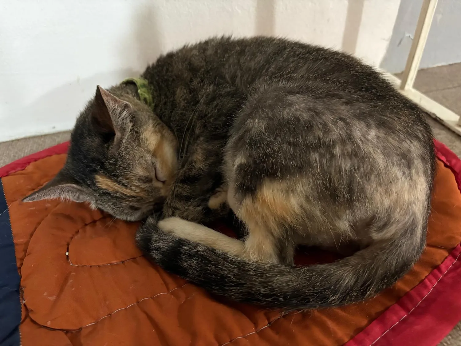 House of Care Germany gemeinnützige UG – Tierbetreuung – Katze