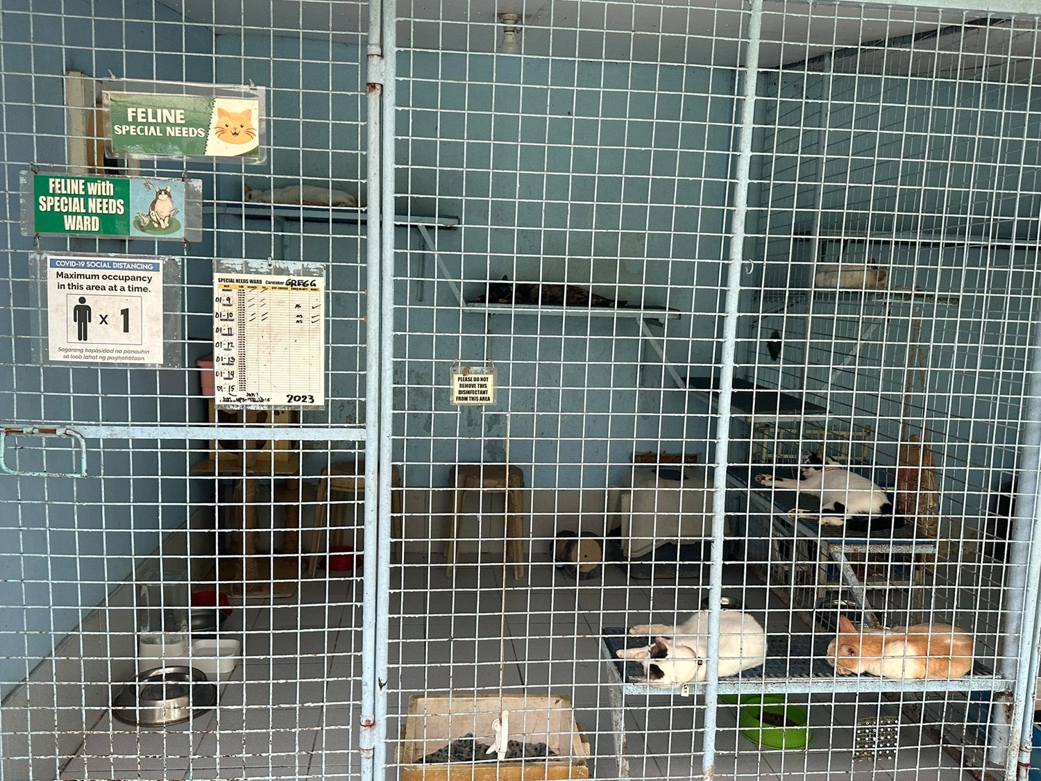 House of Care Germany gemeinnützige UG - Tierbetreuungsdienst - Hund