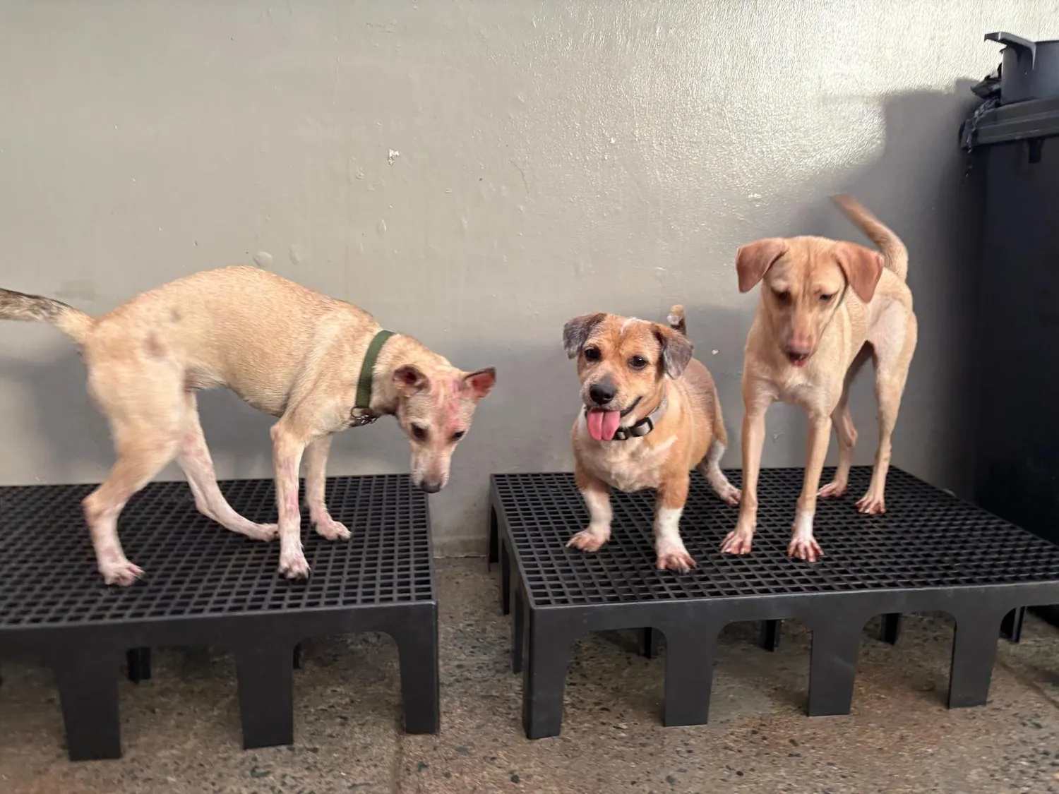 House of Care Germany gemeinnützige UG – Tierbetreuung – Hund