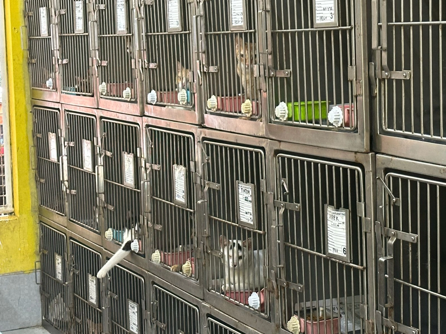 House of Care Germany gemeinnützige UG - Tierbetreuungsdienst - Hund