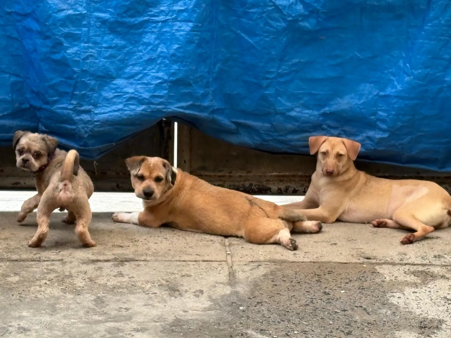 House of Care Germany gemeinnützige UG – Tierbetreuung – Hund
