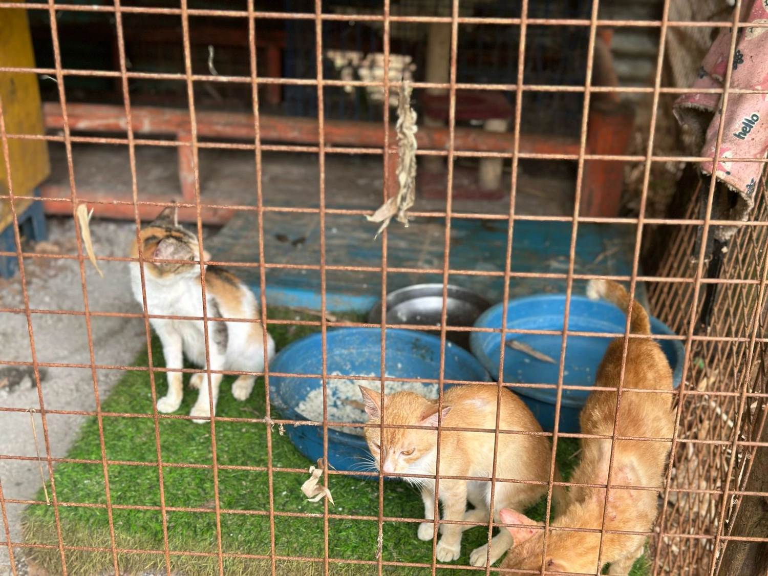 House of Care Germany gemeinnützige UG – Tierbetreuung – The Orangehomes