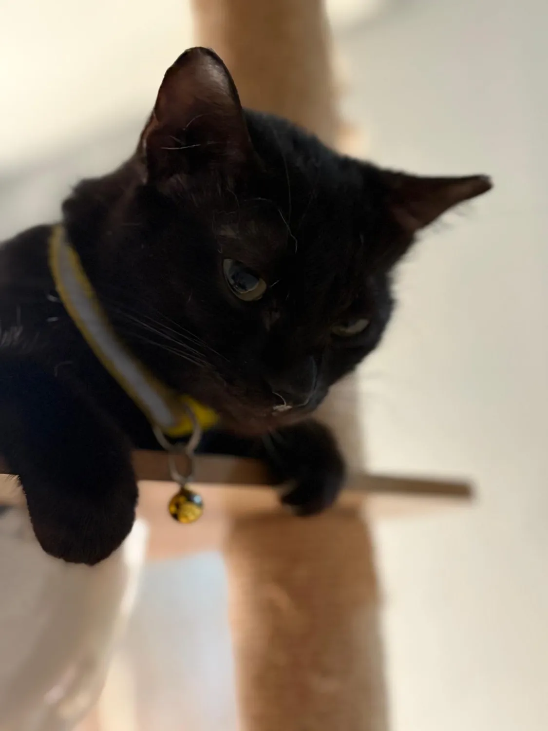 House of Care Germany gemeinnützige UG – Tierbetreuung – Katze