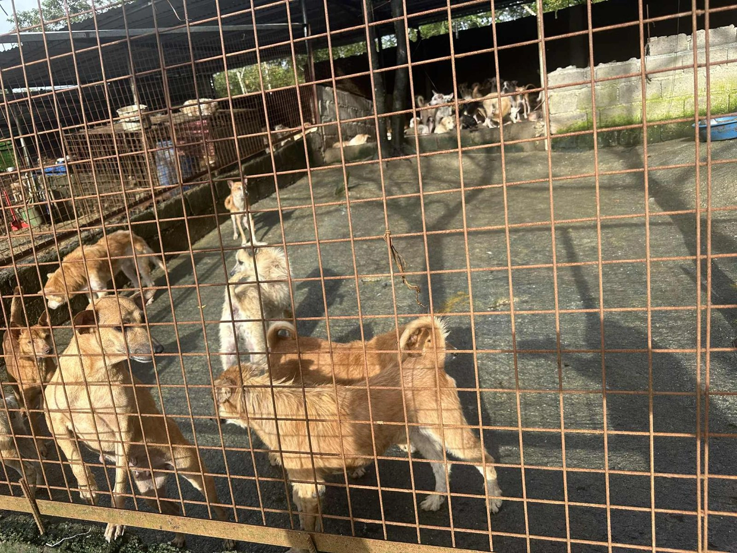 House of Care Germany gemeinnützige UG - Tierbetreuung - God Sanctuary for Stray Animals