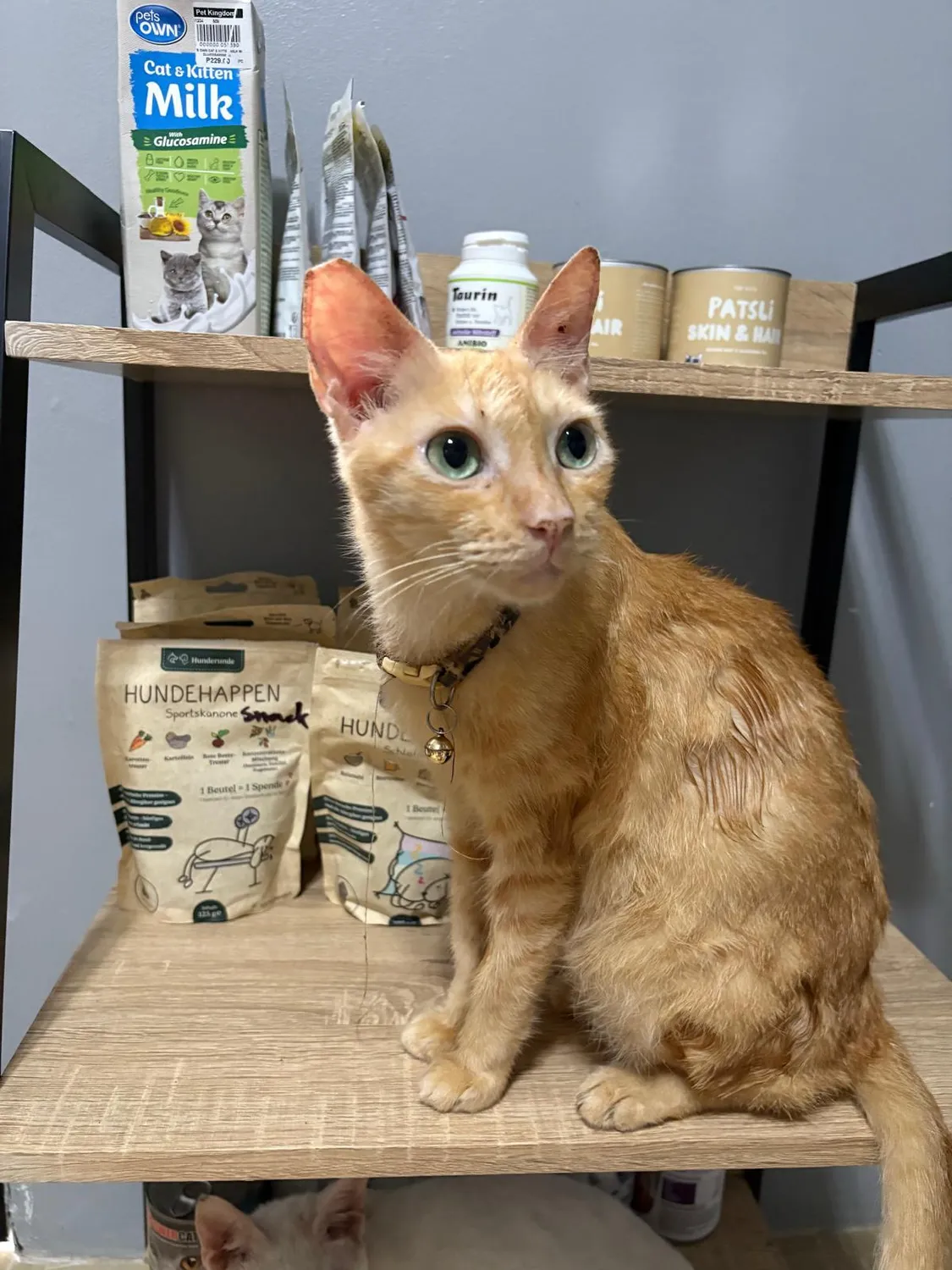 House of Care Germany gemeinnützige UG – Tierbetreuung – Katze