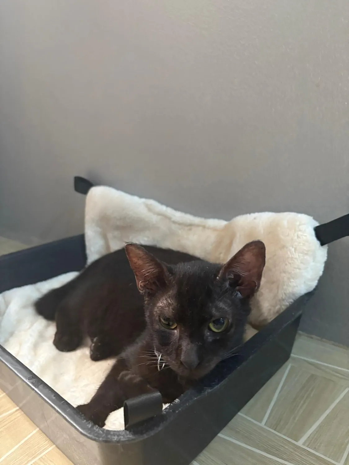 House of Care Germany gemeinnützige UG – Tierbetreuung – Katze