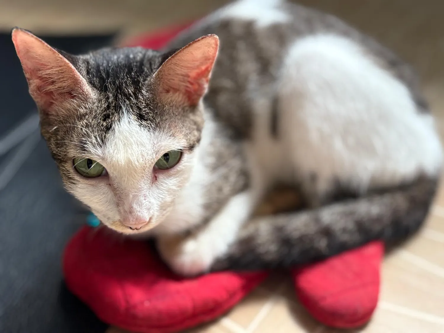 House of Care Germany gemeinnützige UG – Tierbetreuung – Katze