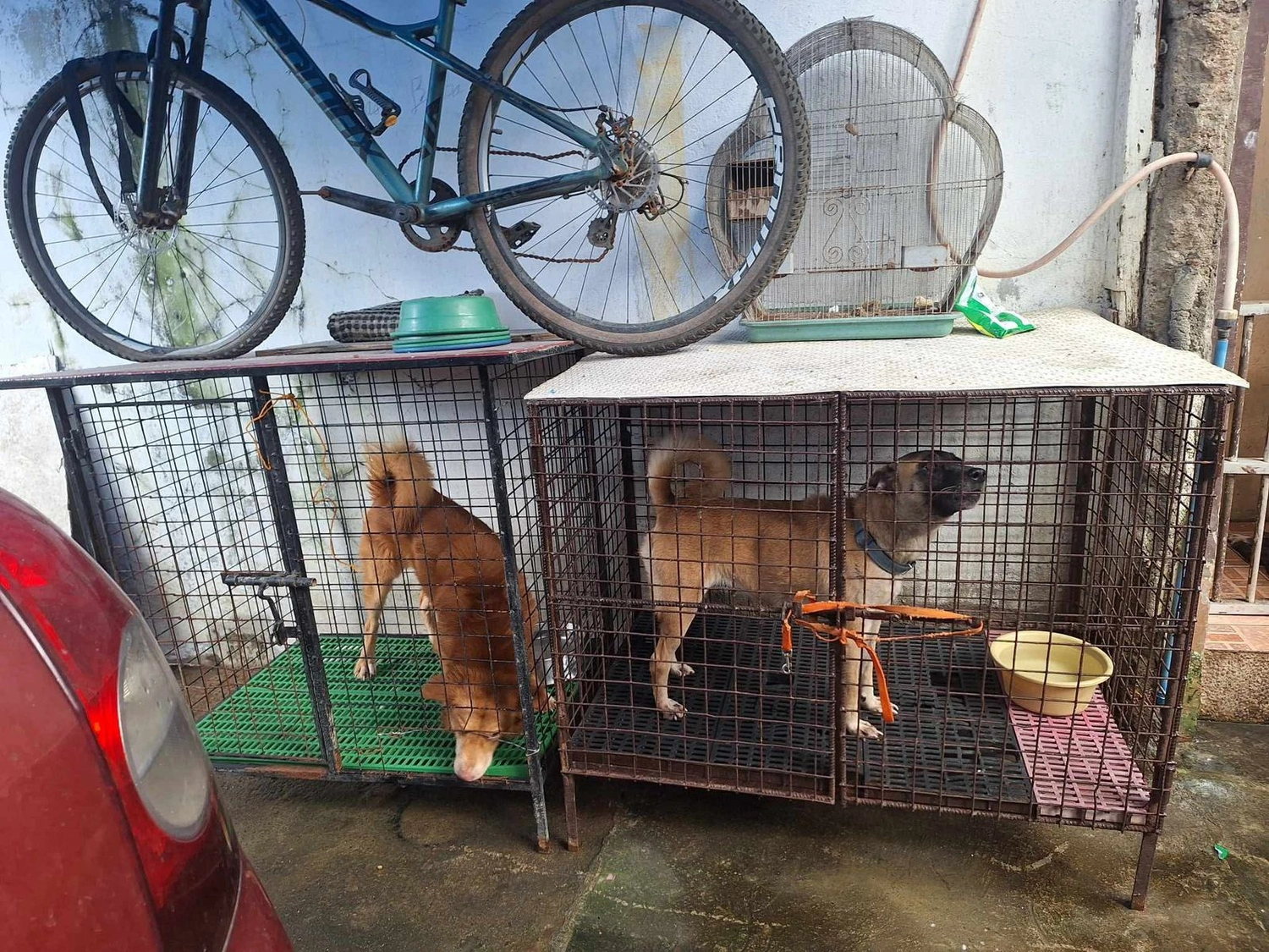 House of Care Germany gemeinnützige UG – Tierbetreuung – Maxx’s Furry Friends Tierheim