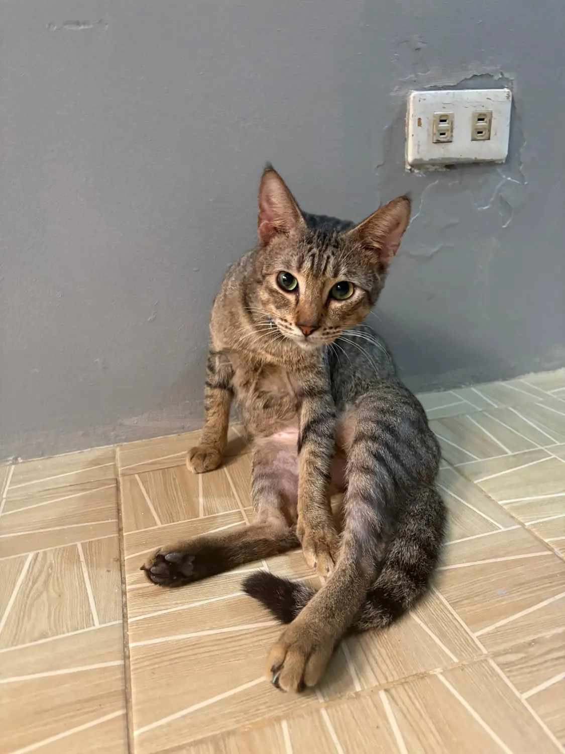 House of Care Germany gemeinnützige UG – Tierbetreuung – Katze