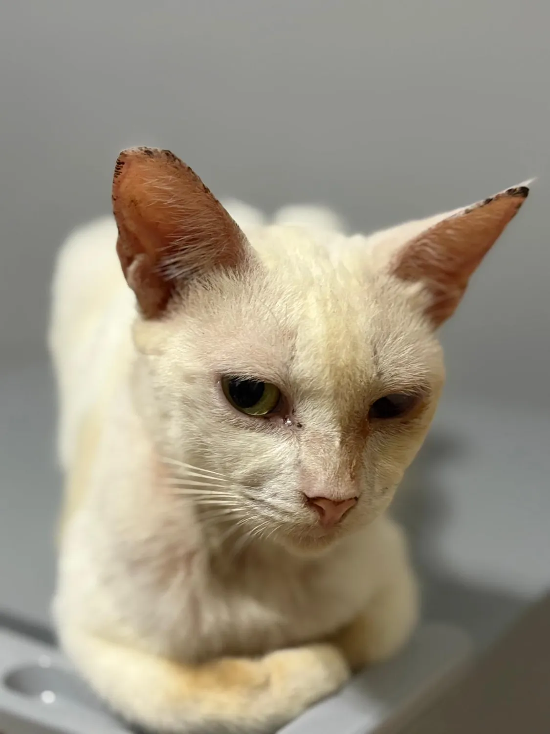 House of Care Germany gemeinnützige UG – Tierbetreuung – Katze