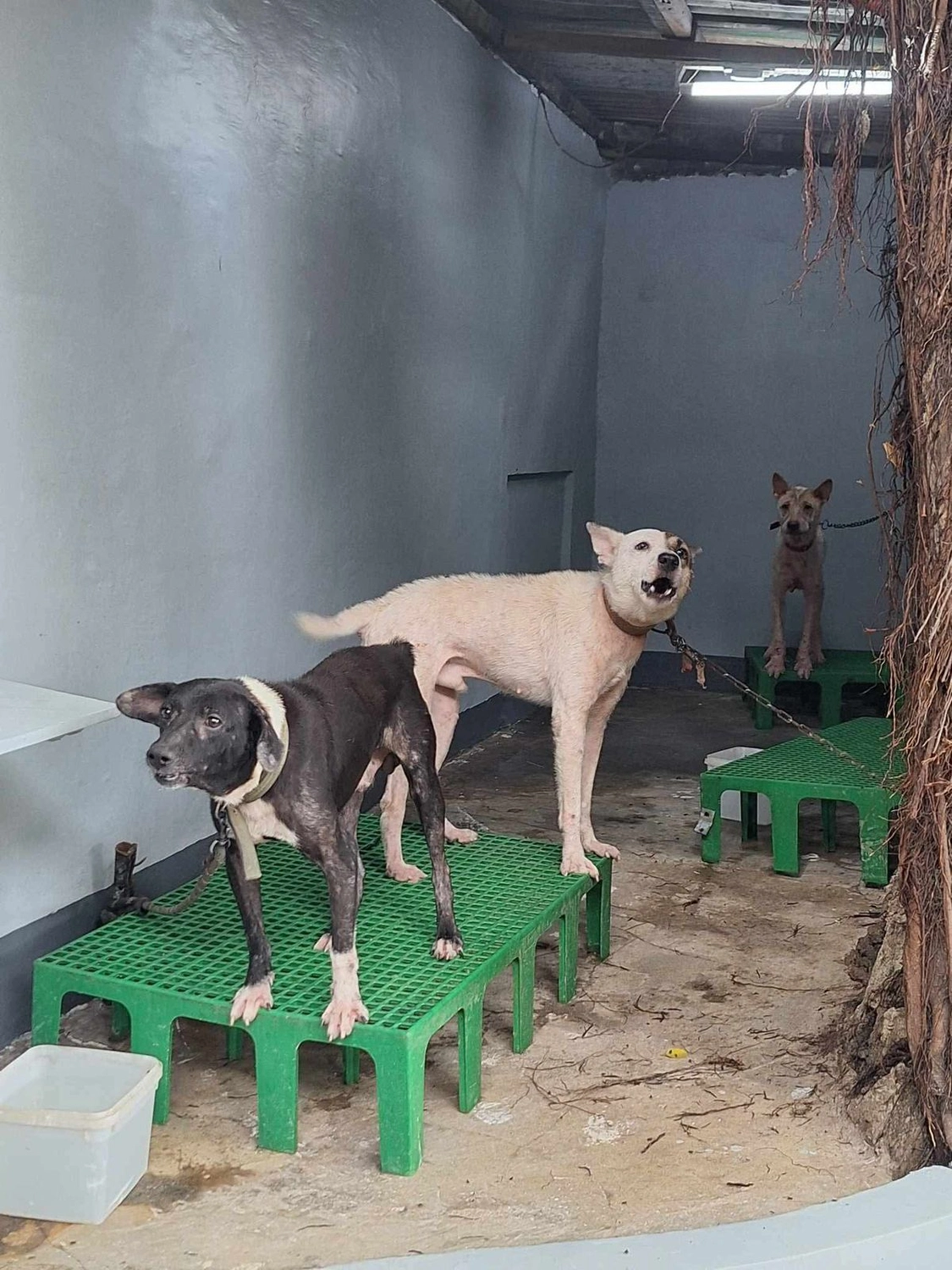 House of Care Germany gemeinnützige UG – Tierbetreuung – Maxx’s Furry Friends Tierheim