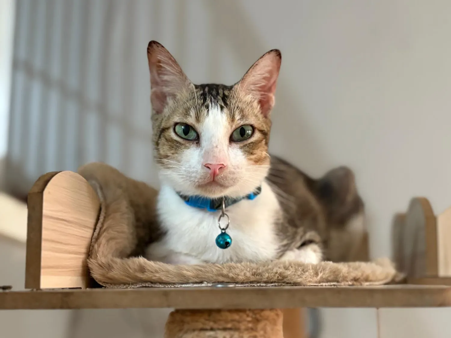 House of Care Germany gemeinnützige UG – Tierbetreuung – Katze