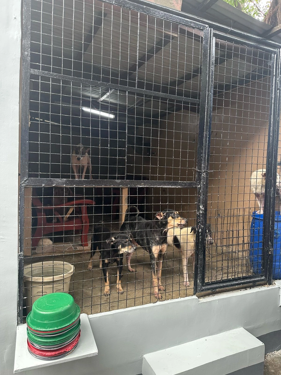 House of Care Germany gemeinnützige UG – Tierbetreuung – Maxx’s Furry Friends Tierheim
