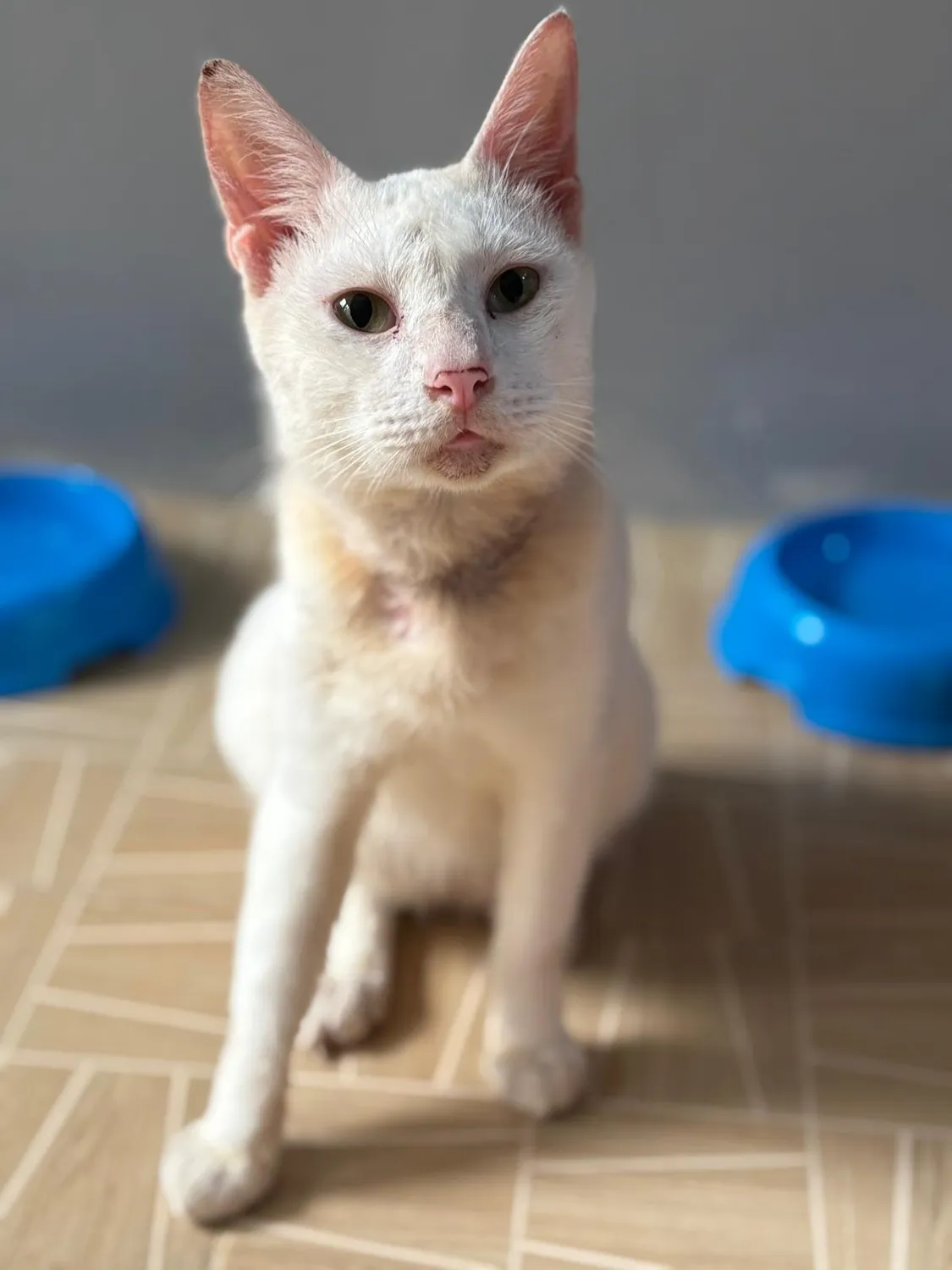 House of Care Germany gemeinnützige UG – Tierbetreuung – Katze